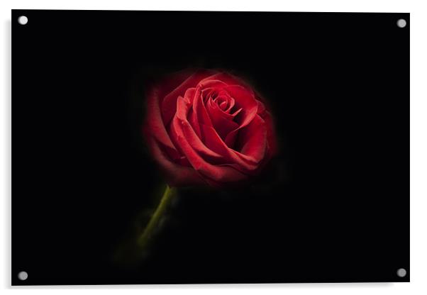 Single Red Rose Acrylic by Simon West