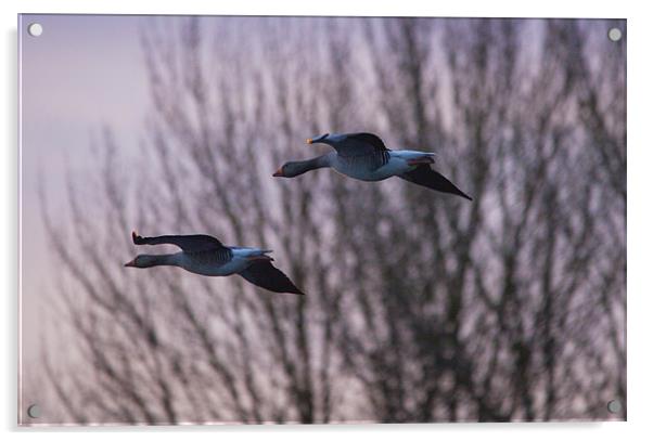 Greylag Geese Acrylic by Simon West