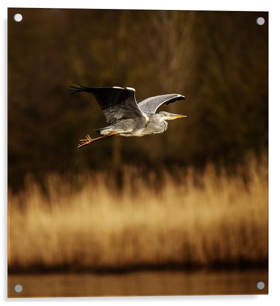 Heron in flight Acrylic by Simon West