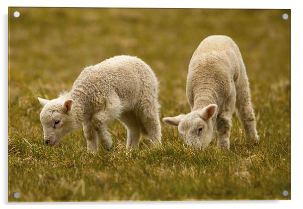 Lambing Season Acrylic by Simon West