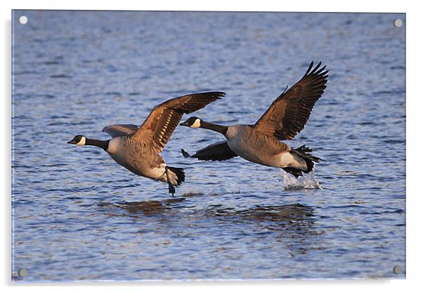 A Pair of Canadian Geese Acrylic by Simon West