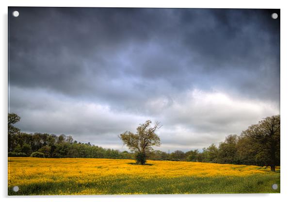 Rapeseed Field Acrylic by Simon West