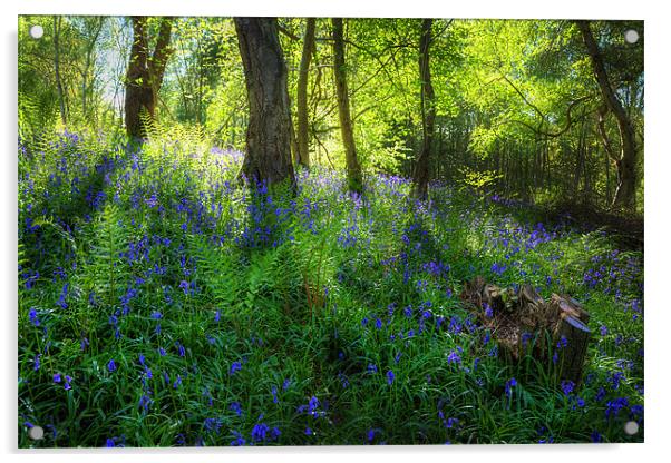 Bluebell Wood Acrylic by Simon West