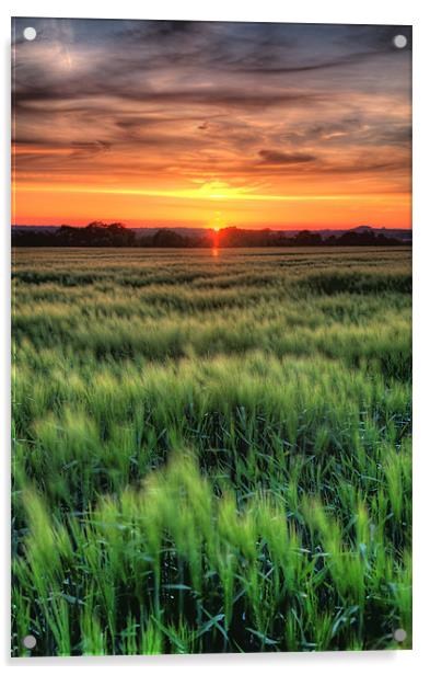 Early summer cornfield Acrylic by Simon West