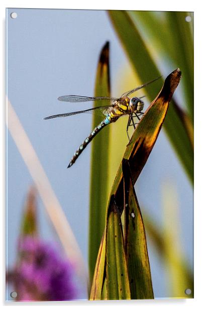 Dragonfly Acrylic by Simon West