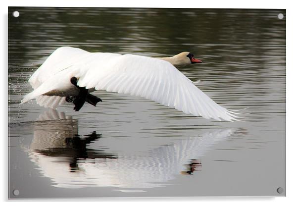 Swan lake Acrylic by Simon West