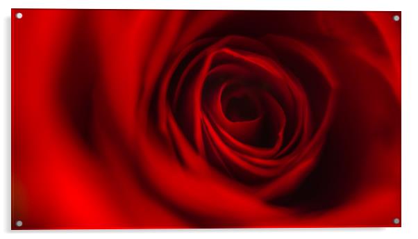 Red Rose Petals Acrylic by Simon West