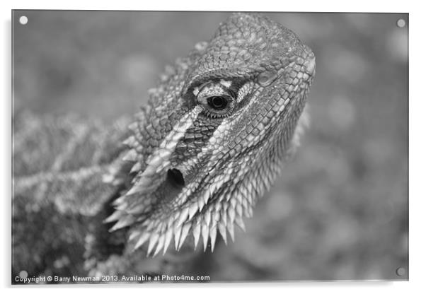 Bearded Dragon Acrylic by Barry Newman