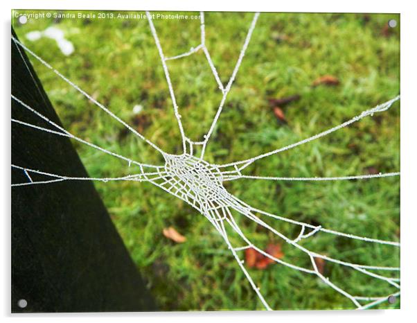 Natures Jewel: An ice covered cobweb Acrylic by Sandra Beale
