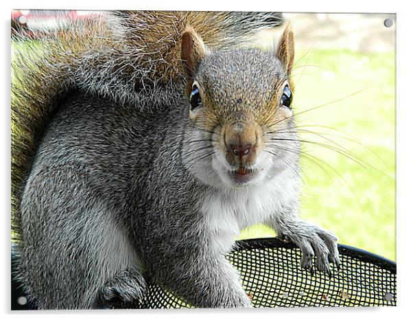 Squirrel in bird feeder Acrylic by Sandra Beale