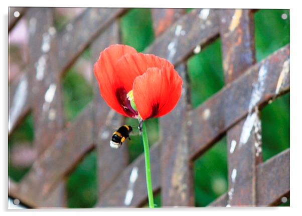 Bee flying towards Poppy Acrylic by Sandra Beale