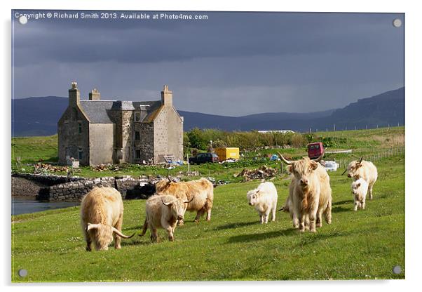 Highland Cattle on Skye Acrylic by Richard Smith
