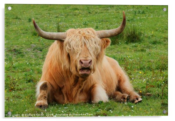 'Eddie', the Highland Bull from the Isle of Skye Acrylic by Richard Smith