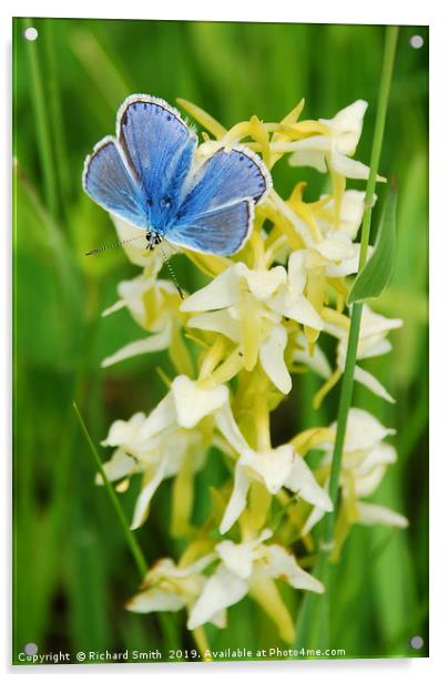 Common Blue butterfly settled on Butterfly Orchid. Acrylic by Richard Smith