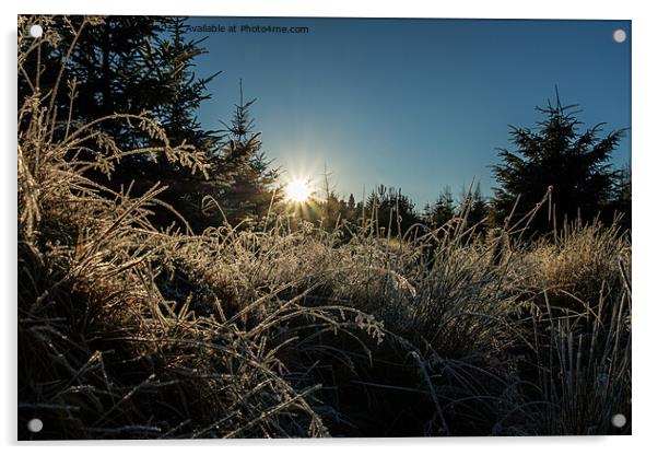 Backlit frosted grass. Acrylic by Richard Smith