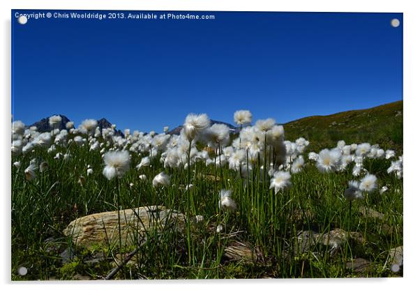 Cotton Grass - Alps Acrylic by Chris Wooldridge