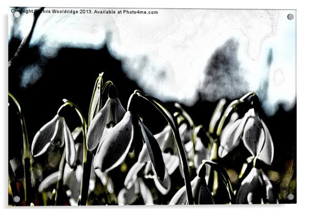 Signs of Spring - Dark Acrylic by Chris Wooldridge