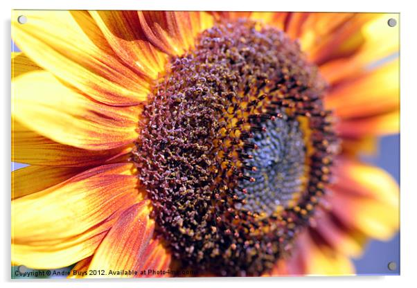 Sunflower Acrylic by Andre Buys