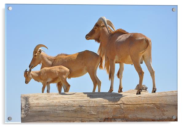 Mountain goats Acrylic by Ahmed Shaker