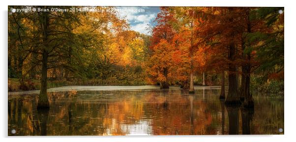  Rombergpark In Autumn Acrylic by Brian O'Dwyer