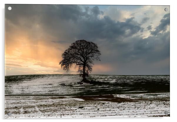 The Lone Tree Acrylic by Brian O'Dwyer