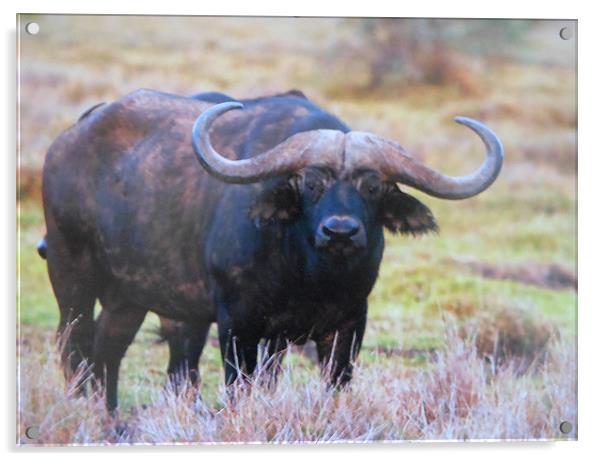 cape buffalo Acrylic by caren chapman