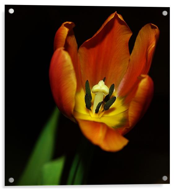 An Open Tulip Acrylic by Mark Lee