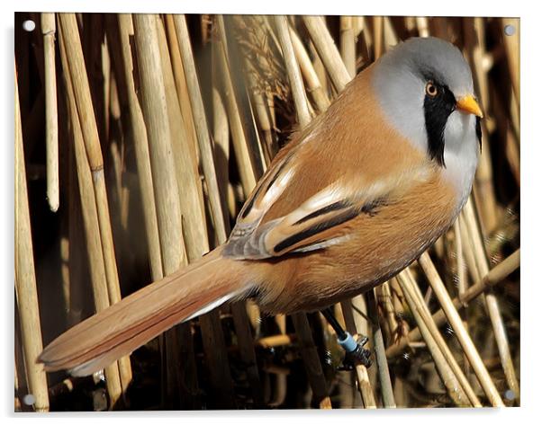 Bearded Tit Acrylic by Mark Lee