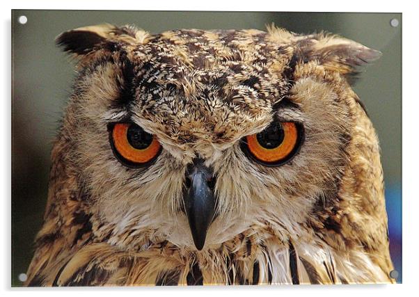 European Eagle Owl Acrylic by Mark Lee