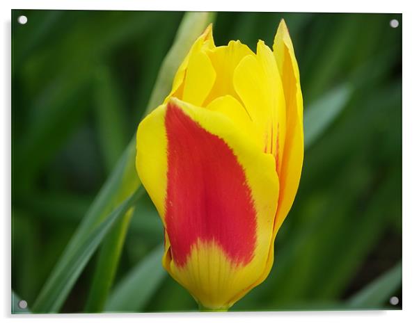 Tulip Acrylic by mark hamblin