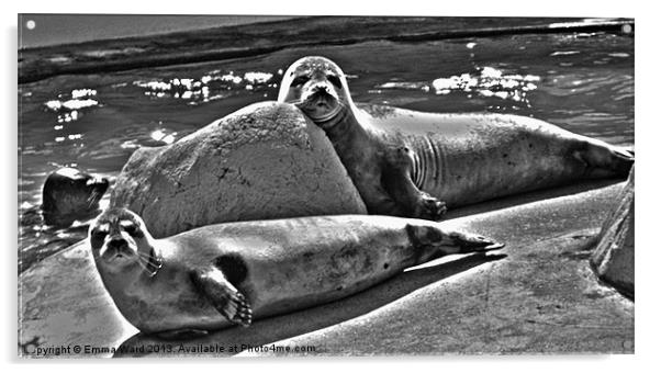 2 nosey Seals Acrylic by Emma Ward