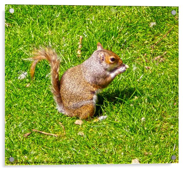 Baby Squirrel 1 Acrylic by Emma Ward