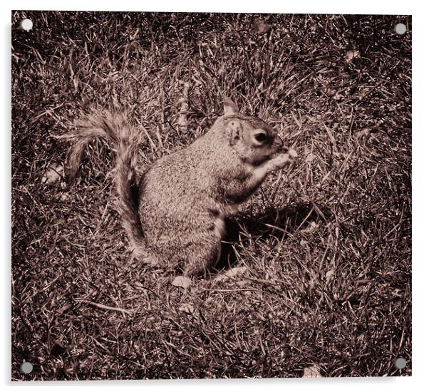 Baby Squirrel 3 Acrylic by Emma Ward