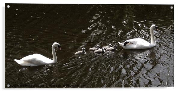 7 swans swimming Acrylic by Emma Ward