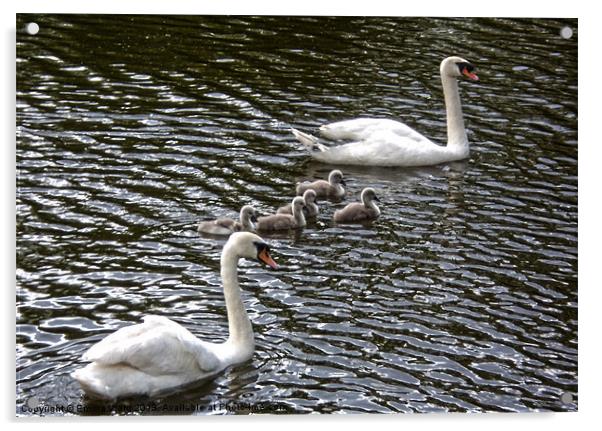 7 swans swimming 3 Acrylic by Emma Ward