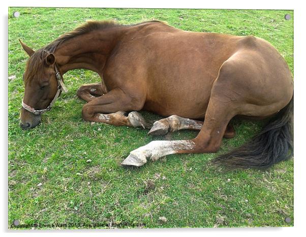 resting horse 1 Acrylic by Emma Ward