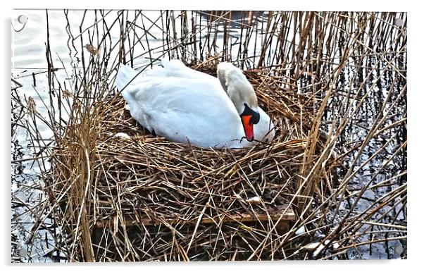Nesting Swan Acrylic by Emma Ward