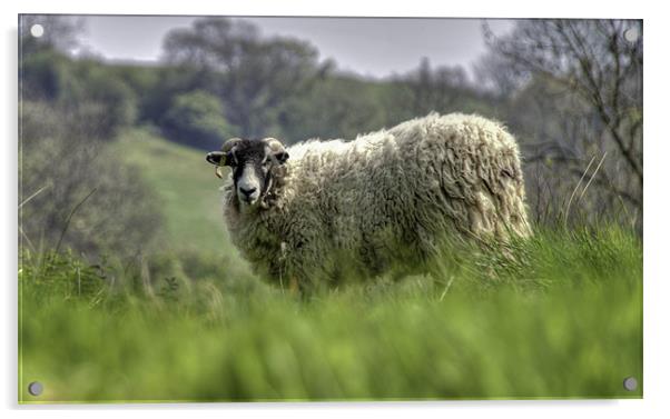 A Sheep on the Yorkshire Moors Acrylic by Nigel Jones