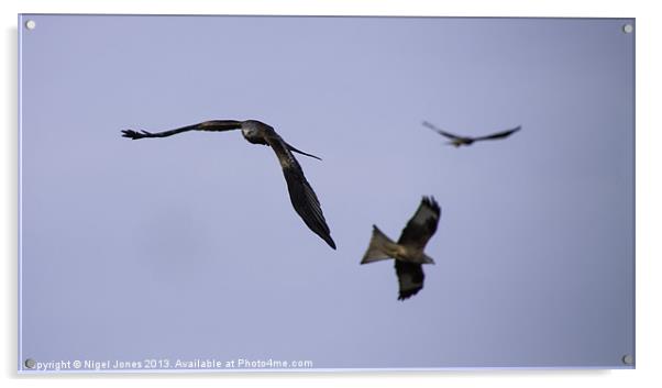 Red Kite Coming Through! Acrylic by Nigel Jones