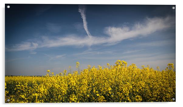 Field of Yellow Under a Blue Sky Acrylic by Nigel Jones