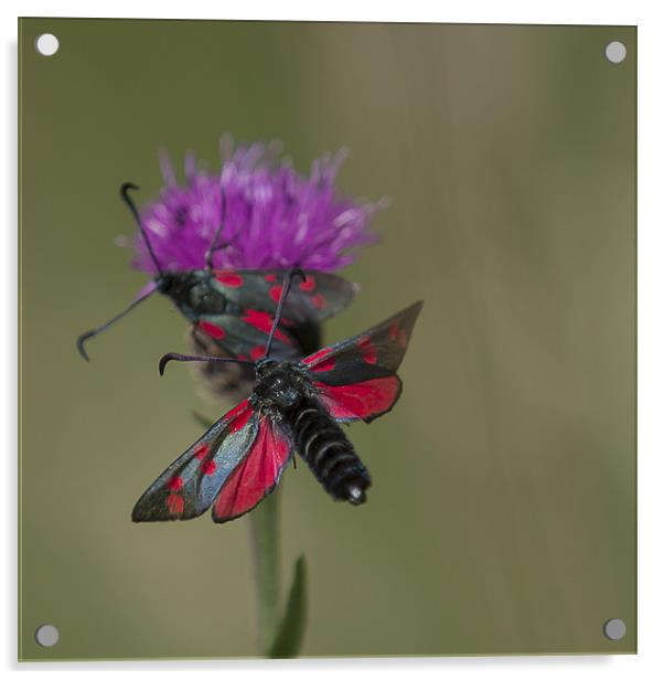 Six Spotted Burnet Moth Acrylic by Nigel Jones