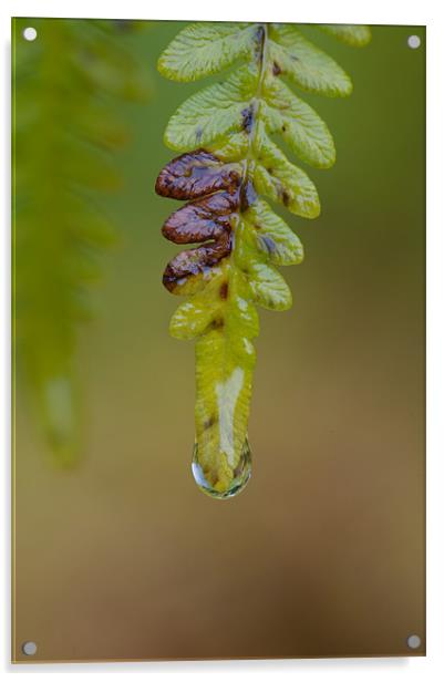 Crying Fern Acrylic by Nigel Atkinson