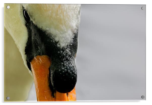 Mute Swan (Cygnus olor), Portrait, Acrylic by Nigel Atkinson