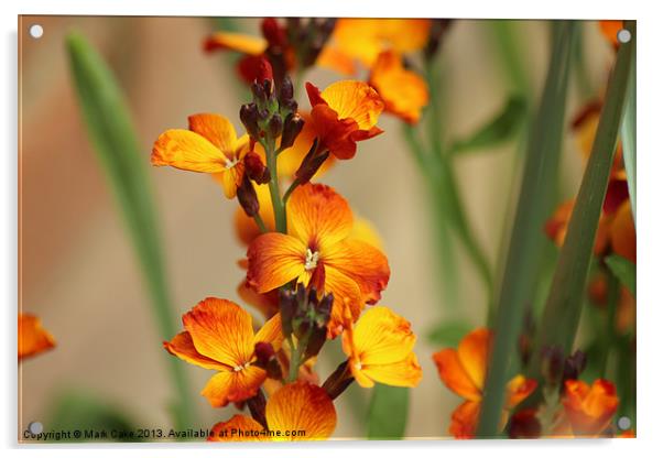 Fire orange flower Acrylic by Mark Cake