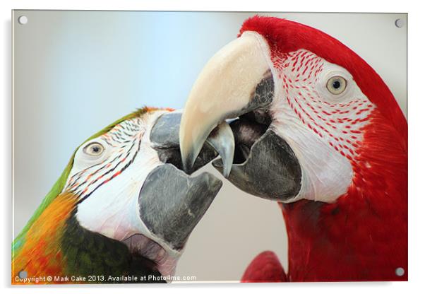 Beaking macaws Acrylic by Mark Cake