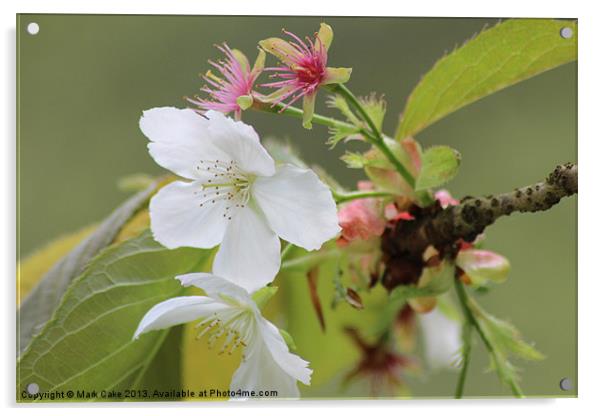Cherry blossom Acrylic by Mark Cake