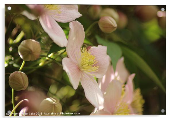 Pink Clematis Acrylic by Mark Cake