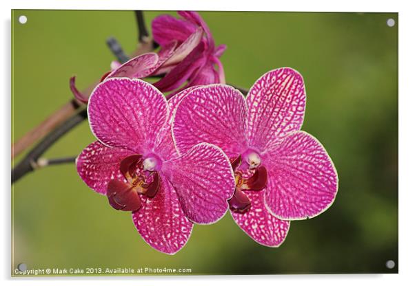 Deep pink veined orchid Acrylic by Mark Cake