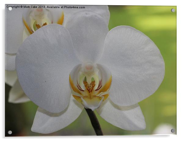 White orchid Acrylic by Mark Cake