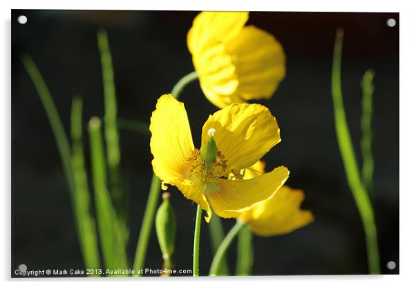 Yellow poppy and spider Acrylic by Mark Cake